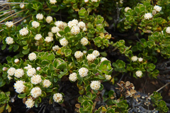 Baccharis magellanica