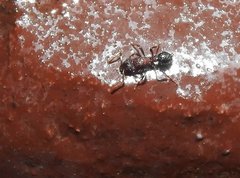 Stictoponera bicolor