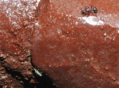 Stictoponera bicolor