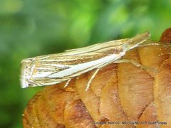 Crambus saltuellus