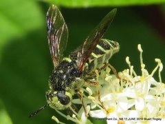 Stratiomys badia