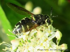 Stratiomys badia
