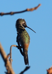 Rhodopis vesper atacamensis