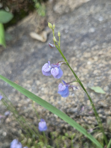 Utricularia graminifolia