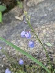 Utricularia graminifolia