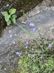 Utricularia graminifolia, photograph (c) Gabriel O. Keller, some rights reserved (CC BY)