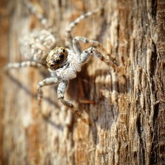 Menemerus semilimbatus