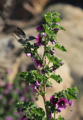 Rhodopis vesper atacamensis