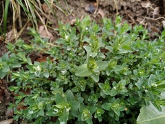 Hypericum perforatum
