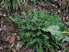 Hypericum perforatum