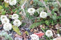 Trifolium repens