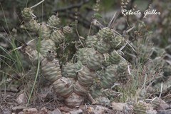 Tephrocactus articulatus