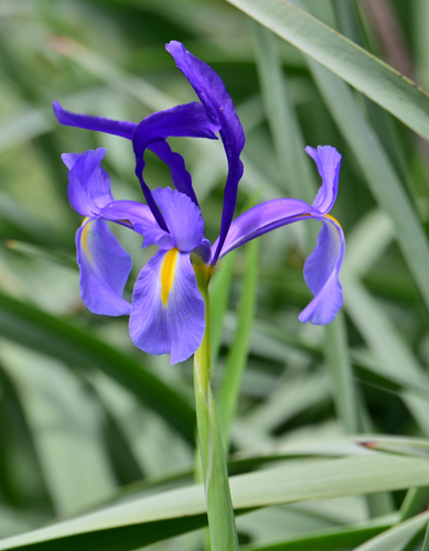 Avistamiento Iris azul de las marismas (Iris xiphium)