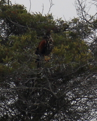 Parabuteo unicinctus unicinctus