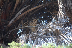 Parabuteo unicinctus unicinctus