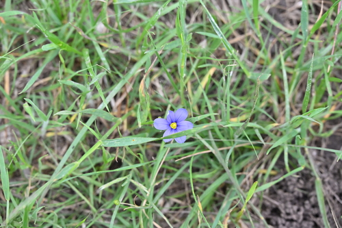 Sisyrinchium pruinosum, photograph 3