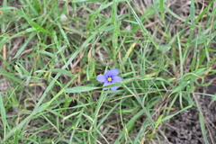 Sisyrinchium pruinosum, photograph author not stated, no rights reserved