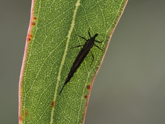 Idolothrips spectrum