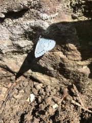 Celastrina argiolus