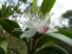 Myrtus communis communis