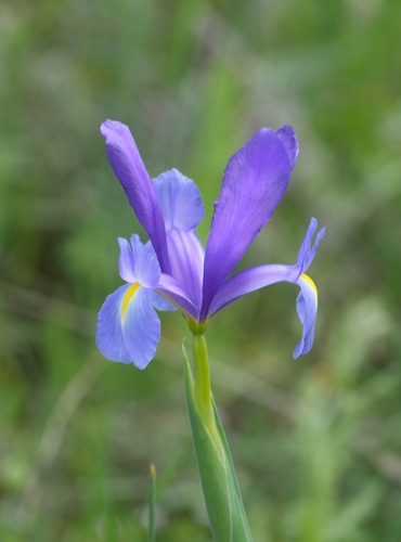 Avistamiento Iris azul de las marismas (Iris xiphium)