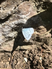 Celastrina argiolus