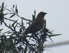 Molothrus bonariensis