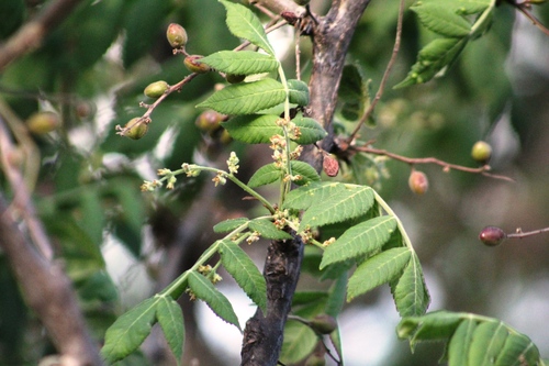 Bursera esparzae Rzed., Calderón & Medina