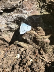 Celastrina argiolus