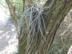 Tillandsia baileyi