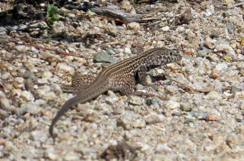 iNaturalist observation photo of Western Whiptail