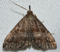 Phalaenostola larentioides