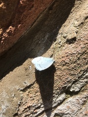 Celastrina argiolus
