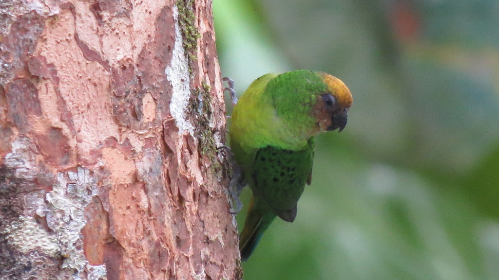 Yellow-capped Pygmy-Parrot (Micropsitta keiensis) photo