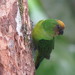 Yellow-capped Pygmy-Parrot - Photo (c) Ganjar Cahyadi, some rights reserved (CC BY-NC), uploaded by Ganjar Cahyadi