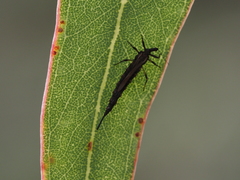 Idolothrips spectrum