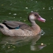 Brazilian Teal - Photo (c) Luciano Marra, some rights reserved (CC BY-SA)