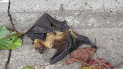 Pteropus neohibernicus