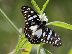 Graphium leonidas leonidas
