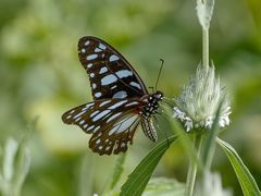 Graphium leonidas leonidas