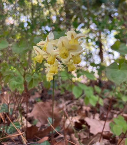 Epimedium grandiflorum observed 2026-05-04