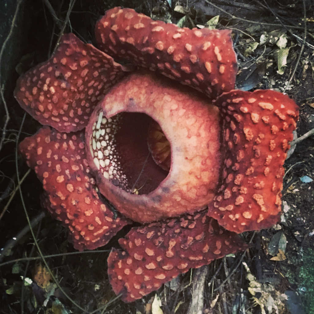 Rafflesia tuan-mudae from Lundu, Sarawak, MY on March 4, 2017 at 11:05 ...