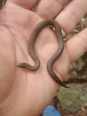 Virginia valeriae elegans