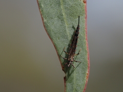 Idolothrips spectrum