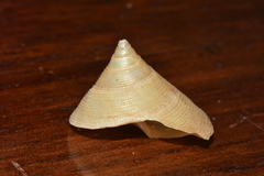 Calliostoma scotti
