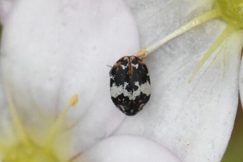 Bird Nest Carpet Beetle, Groesbeek, Nederland, photo 5 of 10