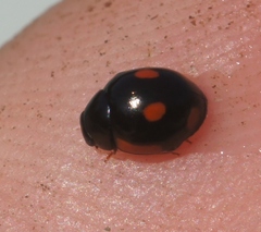 Hyperaspis lateralis