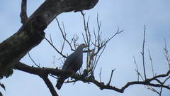 Ducula pinon