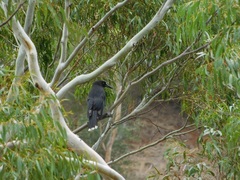 Strepera versicolor melanoptera