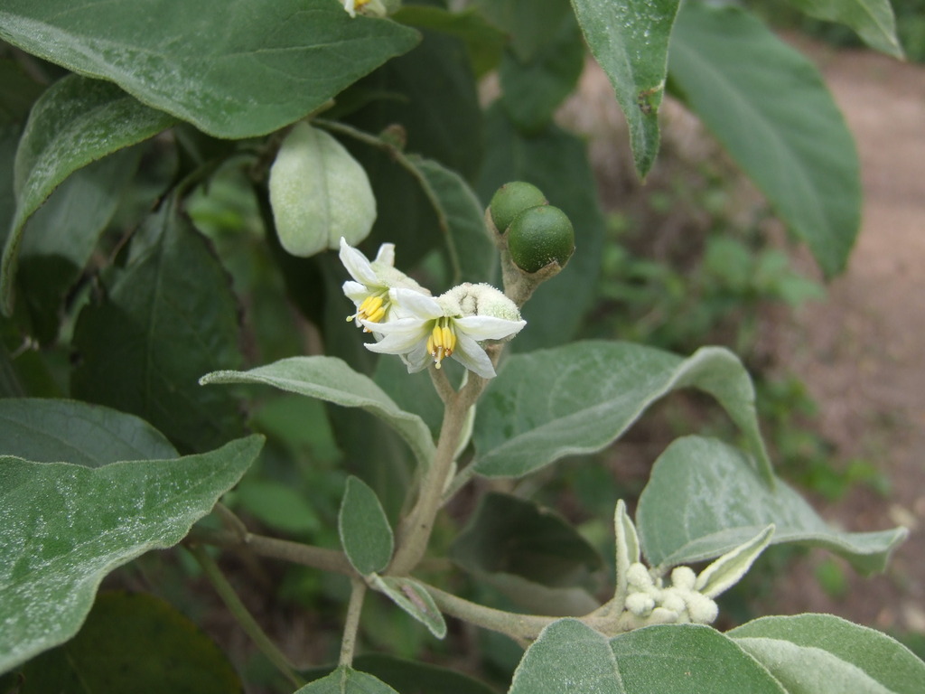 Potatotree (MatBio: TREES & SHRUBS - Matanzas Biodiversity) · iNaturalist